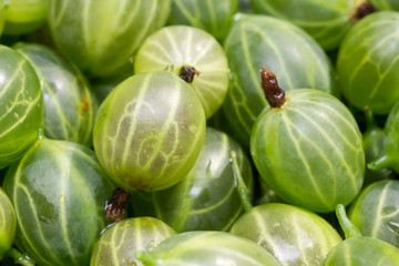 Green Gooseberry Macro
