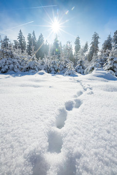 Fototapeta Winterlandschaft auf dem Feldberg