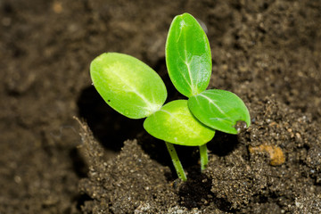 Green Plants Seedling