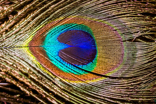 Peacock Feather Macro