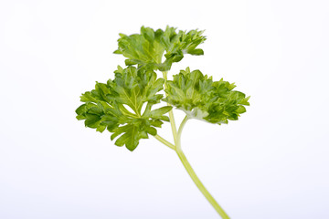 parsley on a white background
