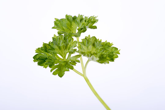 parsley on a white background