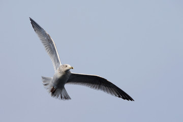 European Herring Gull, Larus argentatus