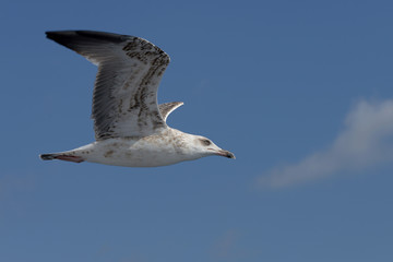 European Herring Gull, Larus argentatus