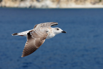 Fototapeta na wymiar European Herring Gull, Larus argentatus