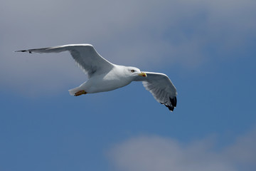 European Herring Gull, Larus argentatus