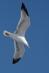 European Herring Gull, Larus argentatus