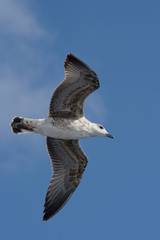 European Herring Gull, Larus argentatus