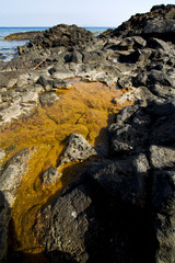 in lanzarote coastline  froth  spain pond  rock stone