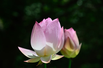 蓮 つぼみ 朝 大沢池, blooming lotus buds.