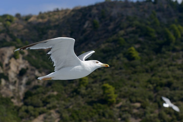 European Herring Gull, Larus argentatus