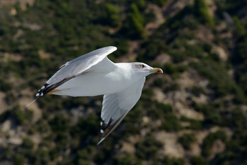 European Herring Gull, Larus argentatus