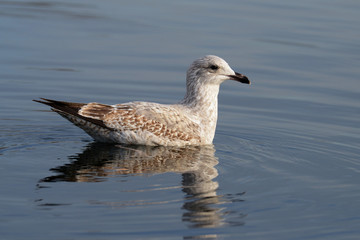 European Herring Gull, Larus argentatus