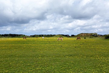 Fototapeta premium Strong wind on Sylt 