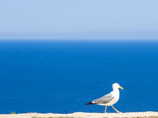 The Seagull of the Lighthouse