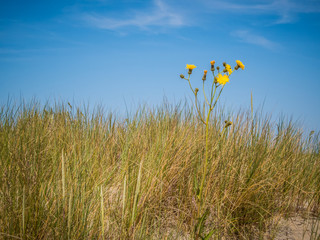 Obraz premium Wild flower at the sandy dunes of the North Sea, Belgium