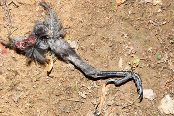 Галка. Jackdaw (Corvus monedula).