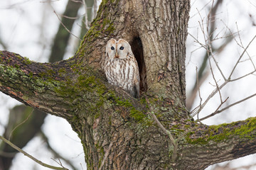 Tawny Owl (Strix aluco)