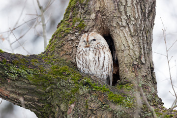 Tawny Owl (Strix aluco)