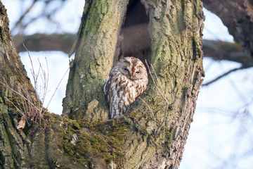 Tawny Owl (Strix aluco)
