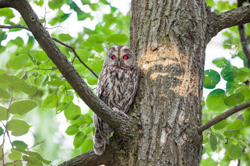 Tawny Owl (Strix aluco)