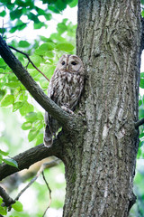 Tawny Owl (Strix aluco)