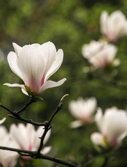 Obraz premium magnolia in a park,chengdu,china