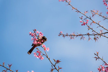 Bird sit on cherry blossom tree