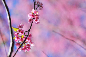 Cherry blossoms,Thailand sakura in ChiangMai, Thailand