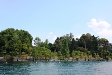 Obraz premium Taxodium distichum on the shore of Lake Maggiore, Italy