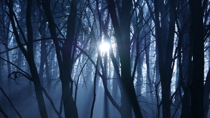 Obraz premium Sun through misty dark forest.