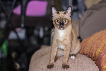 a little male tabby cat lying eye contact.