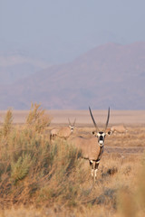 Oryx 2