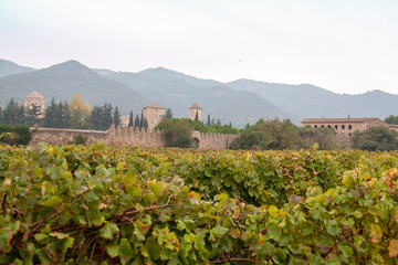 Fototapeta na wymiar Vignobles et village de Poblet sous ciel couvert, Catalogne, Espagne