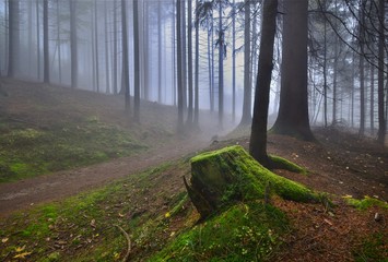 misty path