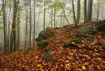 fog in National Park