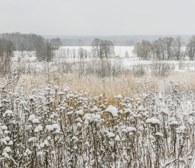 Dry wildflowers covered with snow