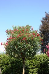Red blooming Oleander tree on Lake Maggiore, Italy