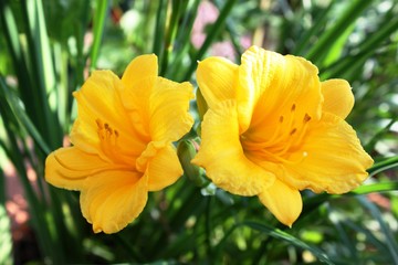 Yellow daylilies in the garden