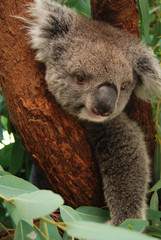 cute chubby Koala relaxing and resting on the tree, shoot from Australian zoo