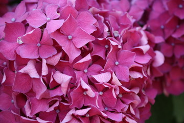 Hydrangea macrophylla purple