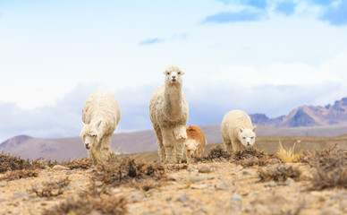 lamas in Andes,Mountains, Peru