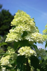 White Rispenhortensie Hydrangea paniculata under blue sky