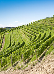 Fototapeta na wymiar Italy - Piedmont region. Barbera vineyard