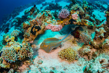 Naklejka na ściany i meble Stingray on coral reaf of Sharm El Sheih