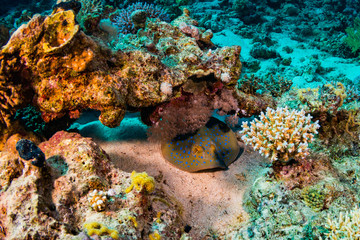 Stingray on coral reaf of Sharm El Sheih