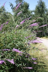 Butterfly bush along the trail L1 on Lake Maggiore, Italy