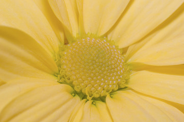 Centre of a yellow flower