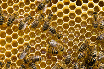 bees swarming on a honeycomb