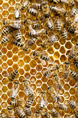 bees swarming on a honeycomb